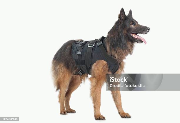 Police Dog Stock Photo - Download Image Now - Dog, Waistcoat, Bulletproof Vest