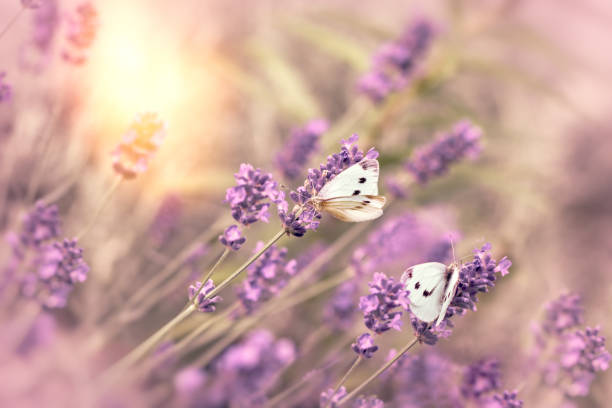 istock Selective focus on white butterfly on lavender, beautiful nature (flora and fauna) 1197649662