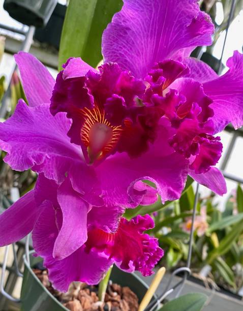 Magenta Cattleya Orchid Beautiful magenta Cattleya orchid cattleya magenta orchid tropical climate stock pictures, royalty-free photos & images