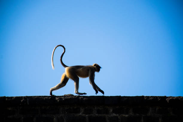 A Langur monkey running on a wall in India