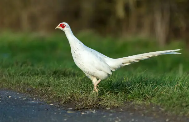 White or leucistic Pheasant.  (Scientific name: Phasianus colchicus) Rare colouration of a male common Ring-necked pheasant, facing left and crossing a road in East Yorkshire, England.  Horizontal. Space for copy.