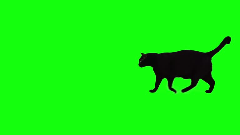 Chat Fond Vert Videos Libres De Droit 4k Istock Chat Fond Vert Videos Libres De Droit 4k Istock