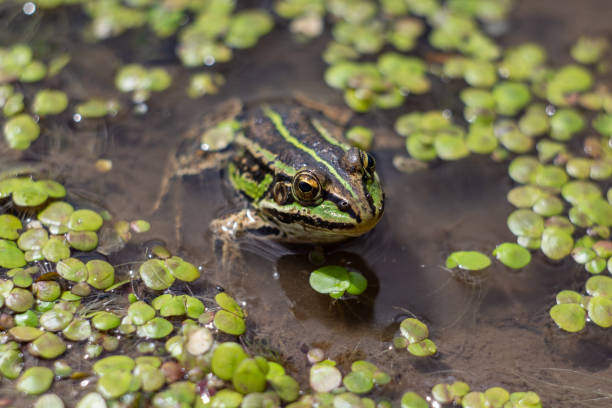 Amphibian in water with duckweed. Green frog in the pond. (Rana esculenta) Macro photo. Amphibian in water with duckweed. Green frog in the pond. (Rana esculenta) Macro photo. looking at the camera silt stock pictures, royalty-free photos & images