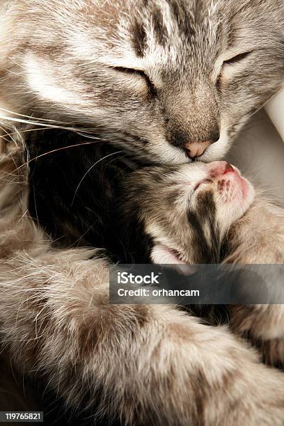 Cat And Her Kitten Stock Photo - Download Image Now - Kitten, Newborn Animal, Domestic Cat