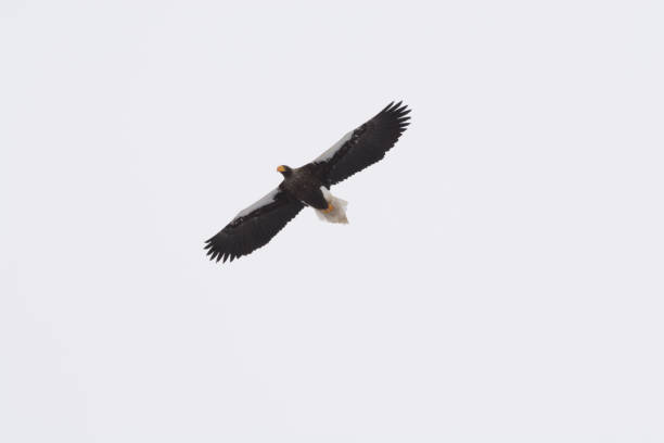 istock Steller's sea eagle flying 1197658462