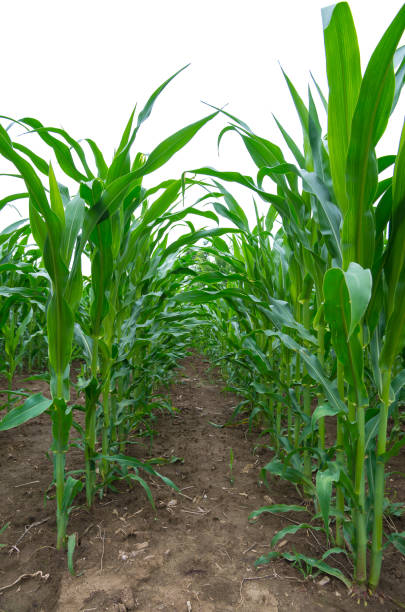 istock Corn plants growing in cultivated agricultural field. 1197659048