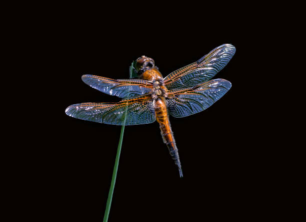 istock Dragonflies in the Netherlands 1197659381