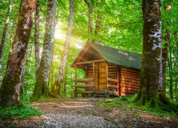 istock Biogradska Gora National Park 1197659403