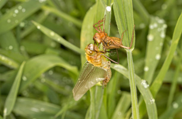 Australian Emperor Dragonfly mating