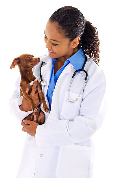tierarzt - vet veterinary medicine dog doctor stock-fotos und bilder