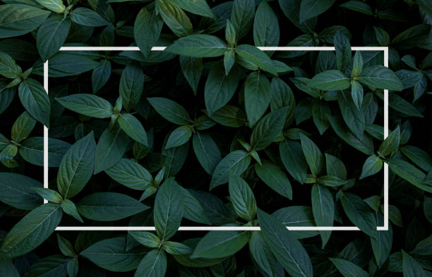 istock Flat lay creative of white paper card note on minimal nature green leaf. Reservation environment and copy space concept for add text. 1197660731