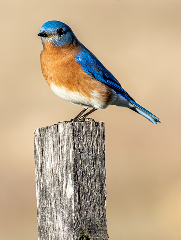 Eastern bluebird perched on post