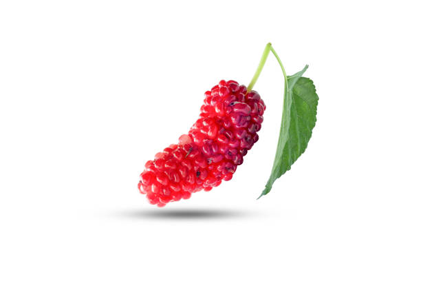Isolated of  red mulberry fruit on white background with clipping path.
