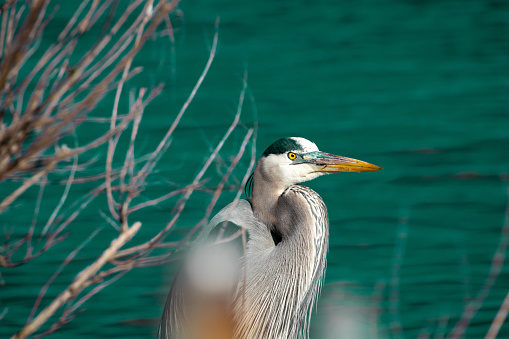 Great blue heron with water in background