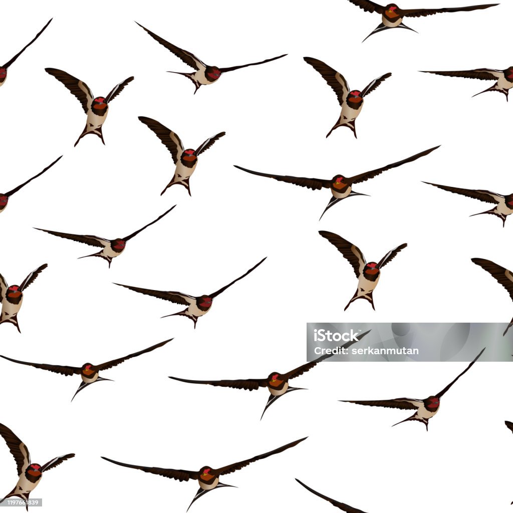 Flying Shallow Vector Flying Swallow Vector Image White Background Seamless Pattern Stock ...