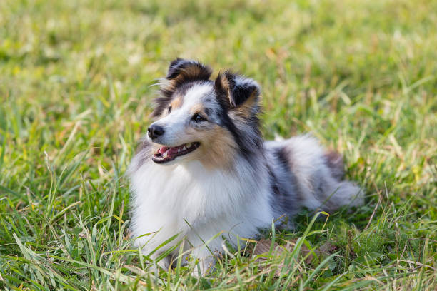 istock A beautiful little shelty, a small Scottish shepherd sitting on a Sunny day on the grass, a portrait with a sweet gentle sharp muzzle 1197663443