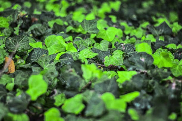 istock Green leaves in a park 1197664685