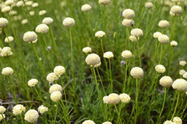 istock Santolina rosmarinifolia with white flowers 1197664775