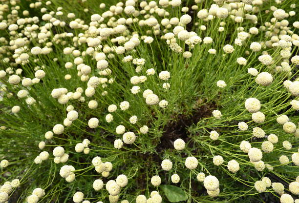 Santolina rosmarinifolia with white flowers Closeup Santolina rosmarinifolia known as holy flax with blurred background in summer garden santolina rosmarinifolia stock pictures, royalty-free photos & images