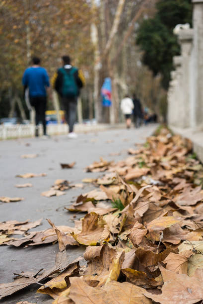 istock Fallen Dry Leaves In Autumn 1197665939