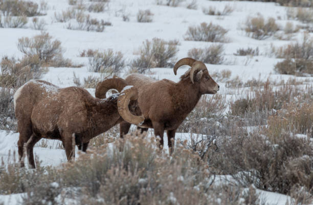 istock Bighorn Sheep Rams in Winter 1197666220