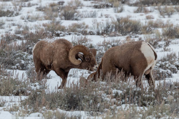 istock Bighorn Sheep Rams in Winter 1197666223