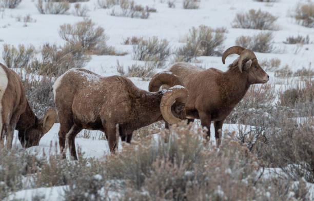 istock Bighorn Sheep Rams in Winter 1197666226
