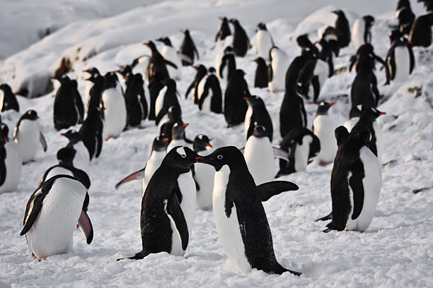 istock large group of penguins 119766756
