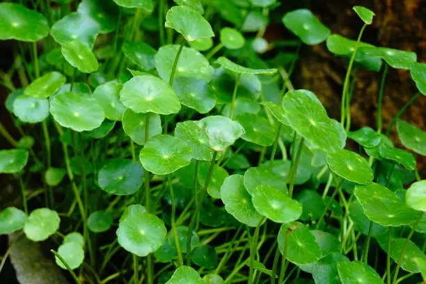 Green leaf Centella asiatica leaf goyu kola in garden