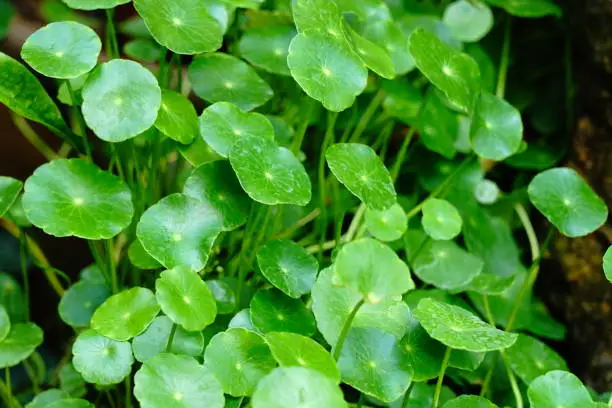 fresh green Centella asiatica leaves in nature garden