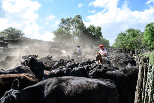 istock Young Argentine gauchos herding Aberdeen Angus cattle 1197668884