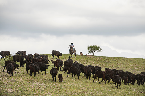 Young Argentine gaucho on horseback herding Aberdeen Angus cattle down hillside in stormy weather.