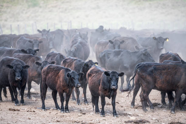 istock Prized Aberdeen Angus cattle in corral on Argentine ranch 1197668891