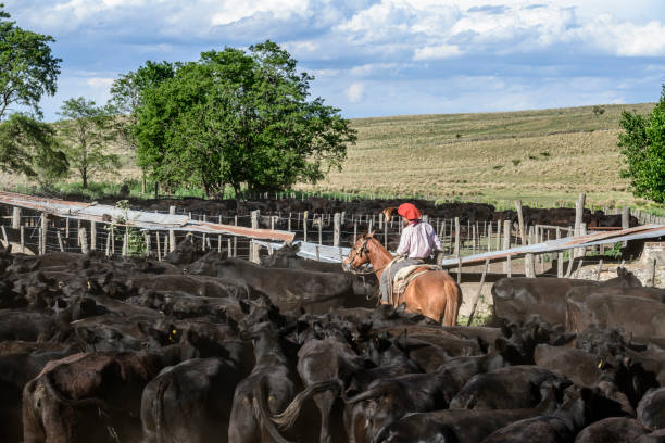 istock Young gaucho riding through herd of black cattle 1197668893