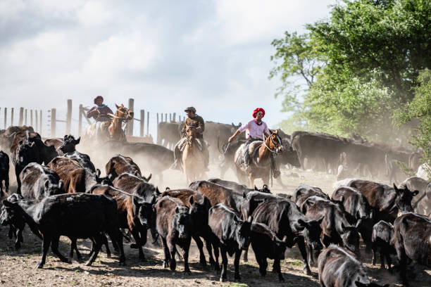 Three Argentine gauchos herding cattle in dusty enclosure Argentine gauchos in teens and 30s on horseback herding Aberdeen Angus cattle down hillside of dusty enclosure. argentinian culture stock pictures, royalty-free photos & images