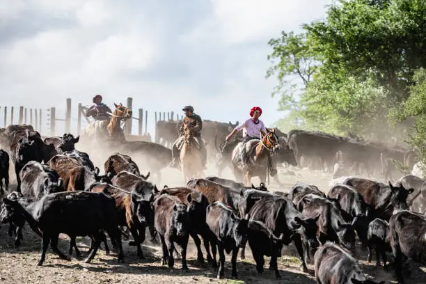 Photo of Three Argentine gauchos herding cattle in dusty enclosure