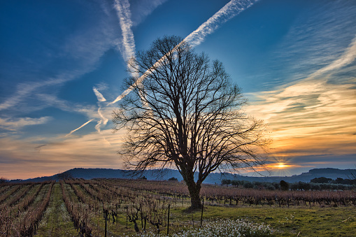 Mirabel-aux-Baronnies, France - December 01, 2020 - View of a winter tree under the sunset in the middle of the Provence vineyards. In the foreground, a leafless tree surrounded by vines and surrounded by white flowers is visible. In the background, the mountains of Provence, including Mont Ventoux, are visible under a blue sky with clouds and the sunset.