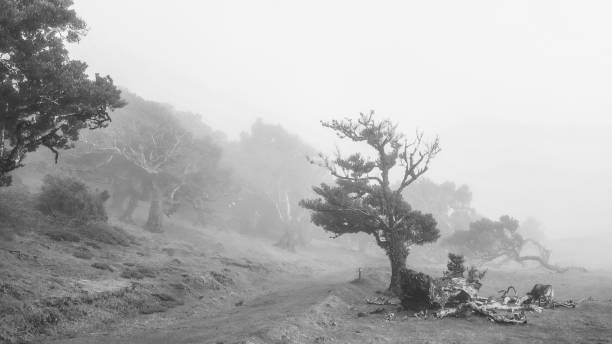 istock View in the jungle of Madeira 1197669249