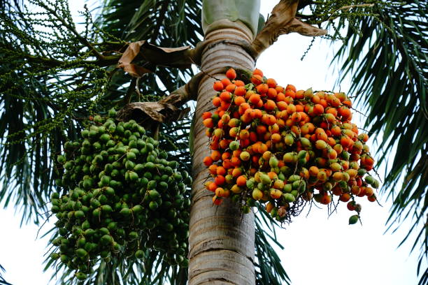 Palm fruits palm fruits on tree palm fan palm tree photos stock pictures, royalty-free photos & images