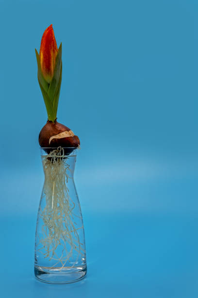 a spring bloomer in a glass vase against a light blue background