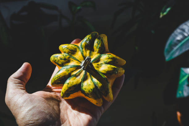 istock Small star shaped orange pumpkin in man hands 1197670263