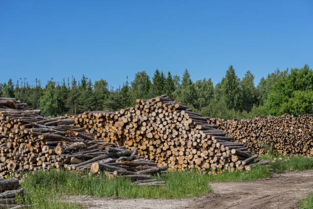 istock Wood, stacked and cut natural texture. Conifer stack pattern. Hardwood background. 1197671533