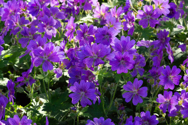 istock meadow of cranesbill Johnson's Blue Geranium flower 1197671739