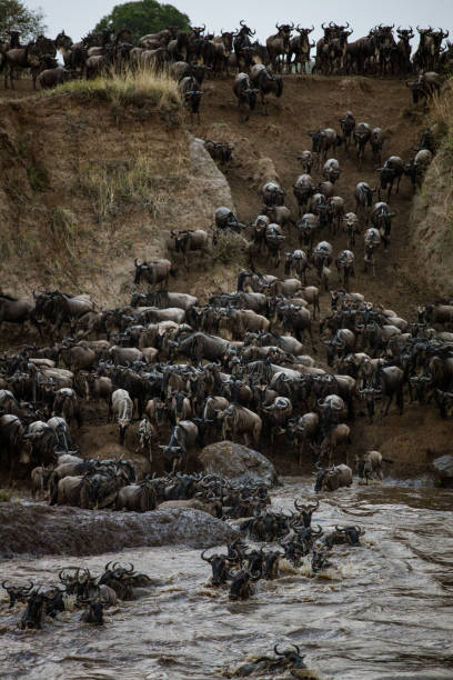 istock Herd of African buffaloes 1197671794