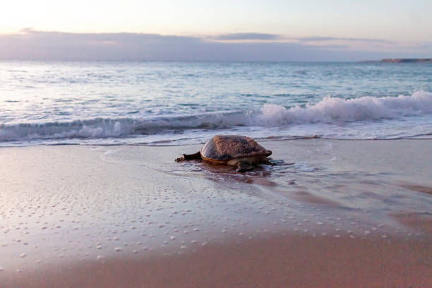 istock Giant green sea turtle nesting at Ras al Jinz - Oman 1197671995