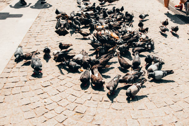 istock pigeons on the street 1197672830
