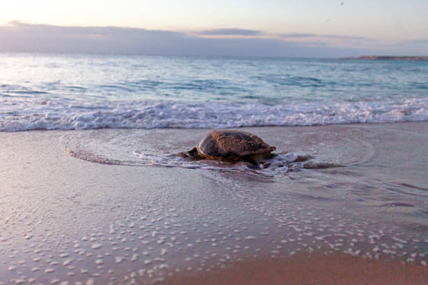 istock Giant green sea turtle nesting at Ras al Jinz - Oman 1197672974