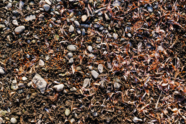 leaf and gravel on the ground