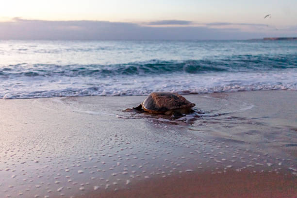 istock Giant green sea turtle nesting at Ras al Jinz - Oman 1197674023