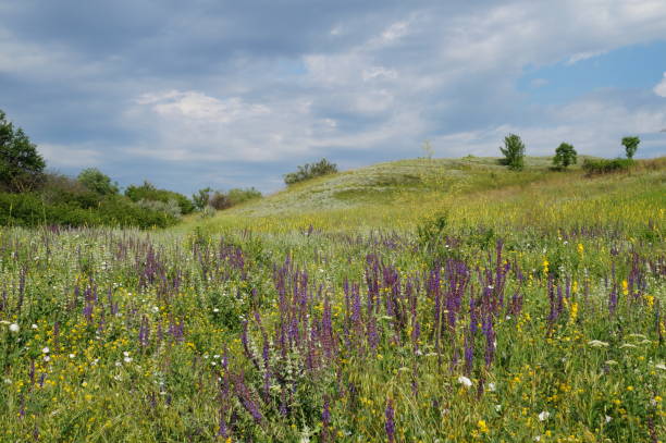 istock Natural landscape. Green vegetation, trees, meadows and fields. 1197674082